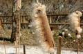 Bulrush